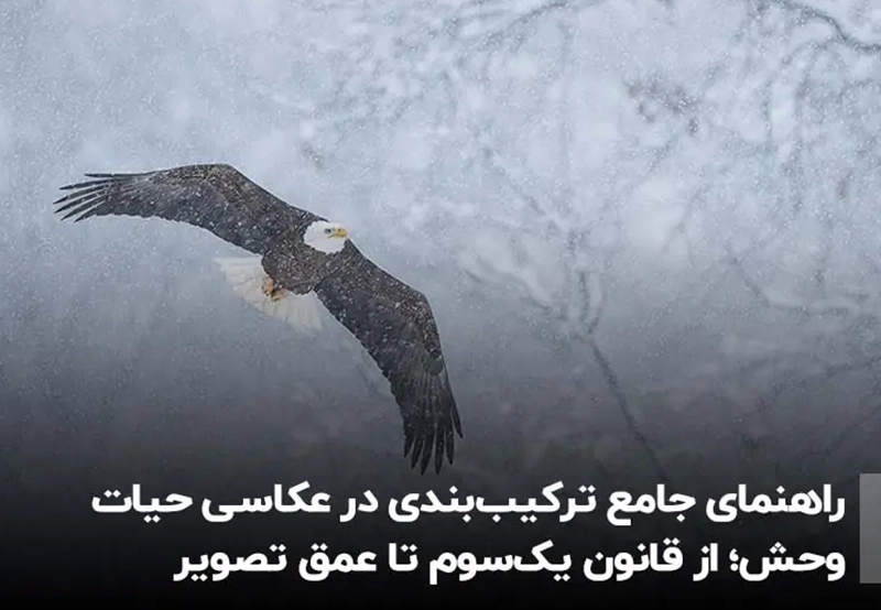 راهنمای جامع ترکیب‌بندی در عکاسی حیات وحش | از قانون یک‌سوم تا عمق تصویر